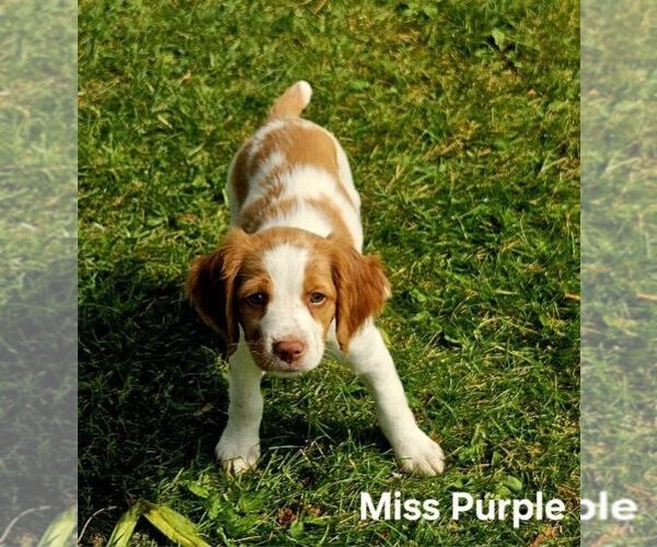 Medium Photo #6 Brittany Puppy For Sale in COLVILLE, WA, USA