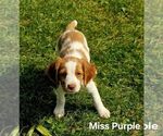 Small #5 Brittany