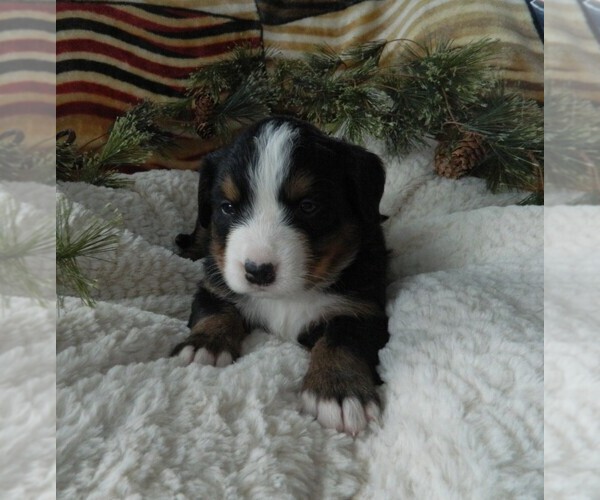 Medium Photo #2 Bernese Mountain Dog Puppy For Sale in CLARE, MI, USA