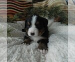 Small Photo #5 Bernese Mountain Dog Puppy For Sale in CLARE, MI, USA