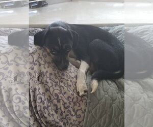 Raven - Female Raggle Dog for Adoption - Photo #8