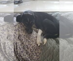 Small Photo #8 Raggle Puppy For Sale in Mount Laurel, NJ, USA