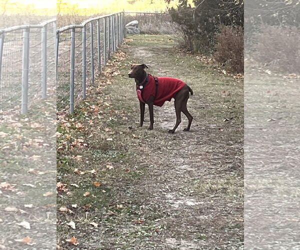 Medium Photo #4 Chocolate Labrador retriever-Doberman Pinscher Mix Puppy For Sale in Minneaoplis, MN, USA
