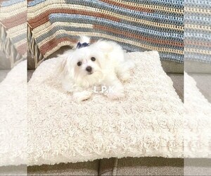 Maltese Puppy for sale in WINNSBORO, LA, USA