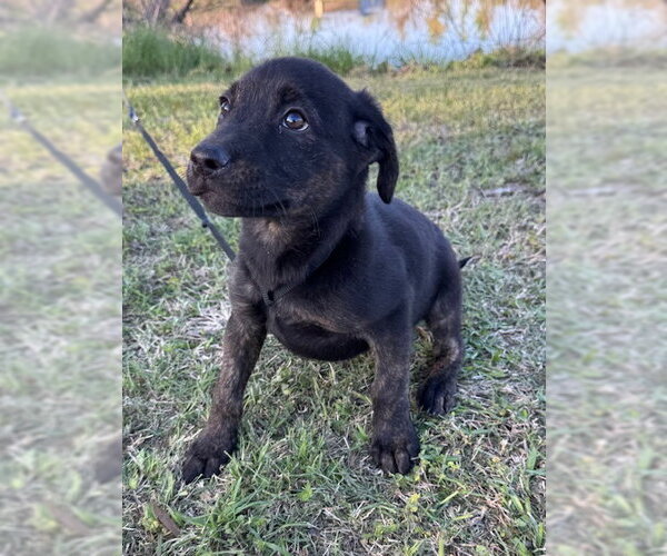 Medium Photo #6 Mutt Puppy For Sale in Tarrytown, GA, USA