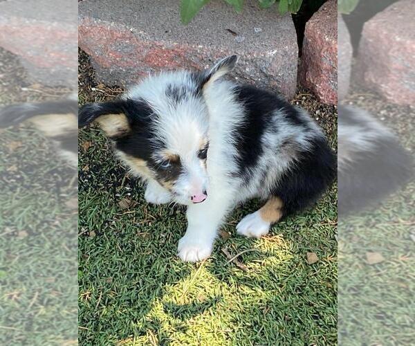Medium Photo #4 Aussie-Corgi Puppy For Sale in BRIGGSDALE, CO, USA