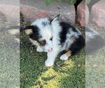 Small #3 Aussie-Corgi