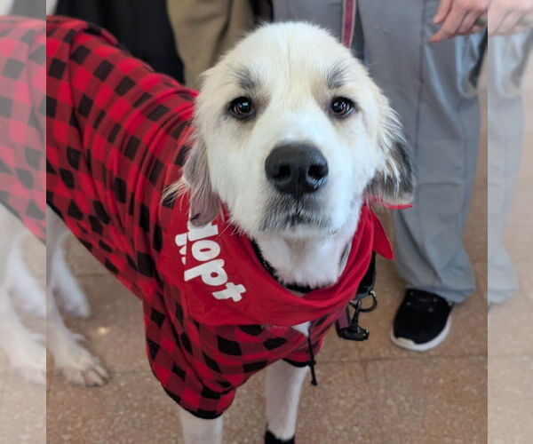 Medium Photo #1 Great Pyrenees-Unknown Mix Puppy For Sale in Brooklyn Center, MN, USA