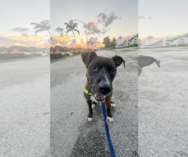 Medium Photo #4 Mutt Puppy For Sale in Pompano Beach , FL, USA