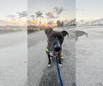 Small #3 Mutt