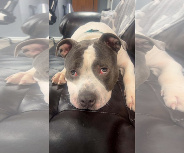 Medium Photo #4 Mutt Puppy For Sale in Duluth, MN, USA