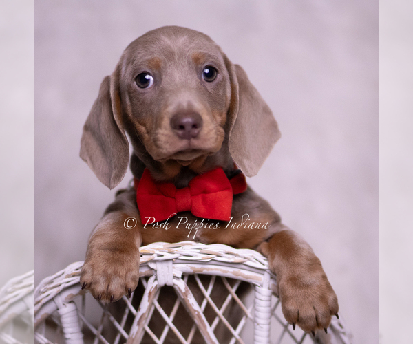 Medium Photo #59 Dachshund Puppy For Sale in WARSAW, IN, USA