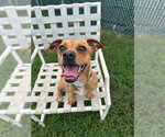 Small #1 Chihuahua Mix