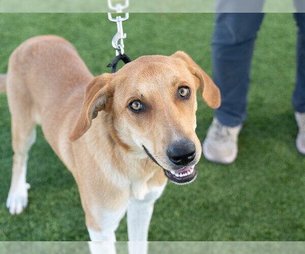 Medium Photo #1 Labrador Retriever-Unknown Mix Puppy For Sale in Martinez, CA, USA