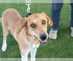 HALEY - Female Labrador Retriever-Unknown Mix Dog for Adoption - Small photo