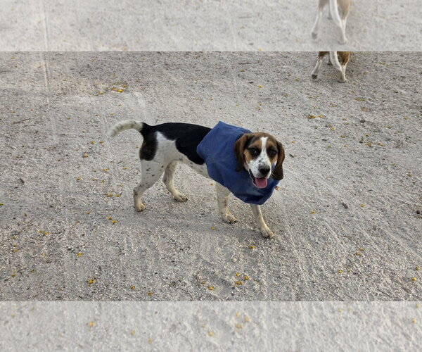 Medium Photo #2 Beagle Puppy For Sale in Las Vegas, NV, USA