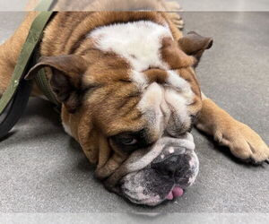 Bulldog Dogs for adoption in Omaha, NE, USA