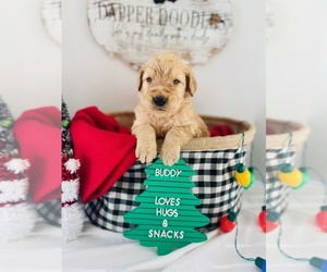 Goldendoodle-Poodle (Standard) Mix Puppy for sale in LEBANON, MO, USA