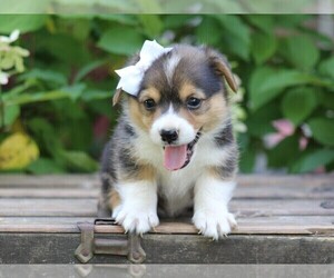 Pembroke Welsh Corgi Puppy for sale in LIBERTY, KY, USA