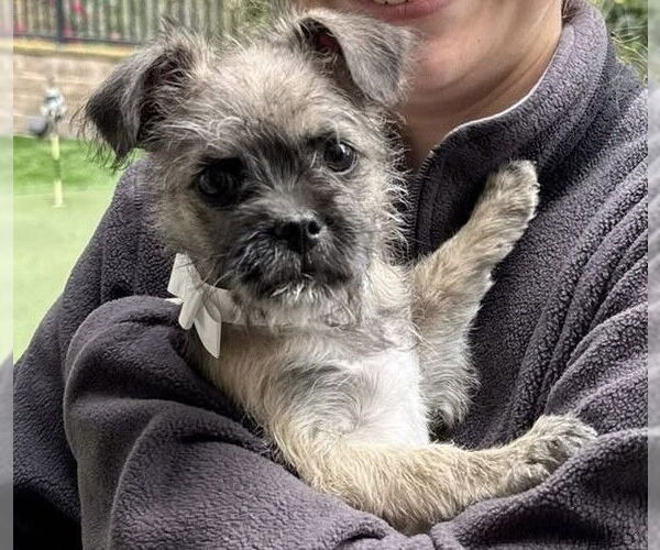 Medium Photo #10 Brussels Griffon-Unknown Mix Puppy For Sale in Corona, CA, USA