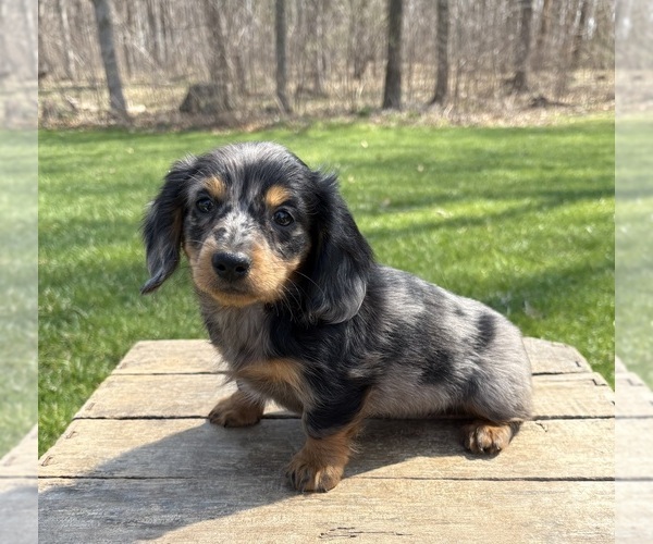 Medium Photo #3 Dachshund Puppy For Sale in MIDDLEBURY, IN, USA