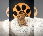 Small #4 Cockapoo (Toy)