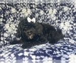 Small #5 ShihPoo