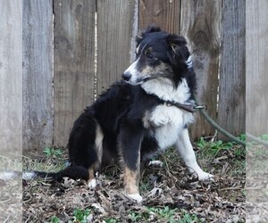 Border Collie Puppy for sale in DOUGLASS, KS, USA
