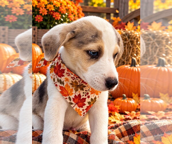 Medium Photo #1 Australian Shepherd-Unknown Mix Puppy For Sale in Southbury, CT, USA