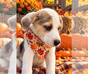 Australian Shepherd-Unknown Mix Dogs for adoption in Southbury, CT, USA