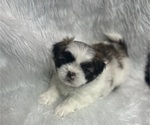 Small #10 Shih Tzu