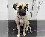 Small Mastiff Mix