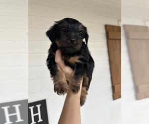 Yorkshire Terrier Puppy for sale in DEWY ROSE, GA, USA