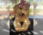 Small Photo #44 Goldendoodle mix (+ Poodle Miniature) Puppy For Sale in MENIFEE, CA, USA