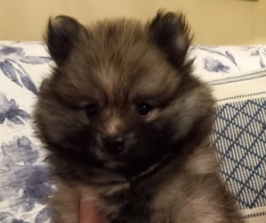 Pomeranian Puppy for sale in SHERIDAN, AR, USA