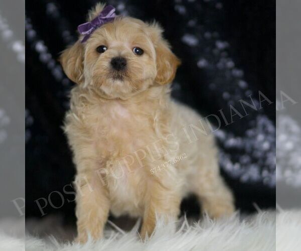 Medium Photo #3 Maltipoo Puppy For Sale in WARSAW, IN, USA