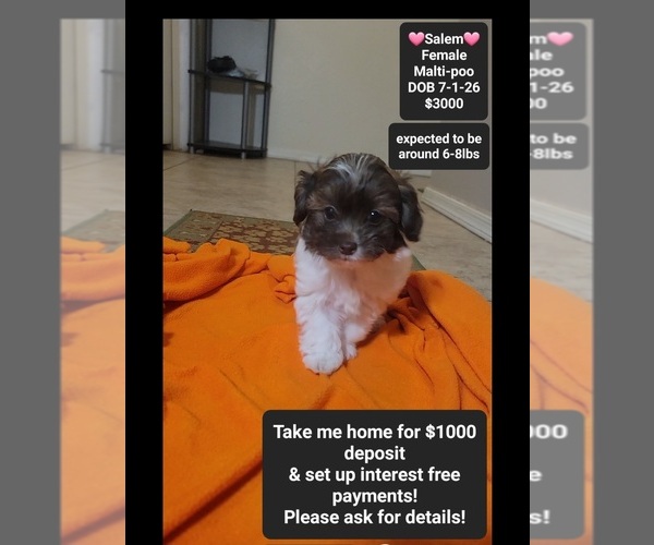 Medium Photo #1 Maltipoo (Toy) Puppy For Sale in TUCSON, AZ, USA