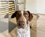 Small Border Collie-German Shorthaired Pointer Mix