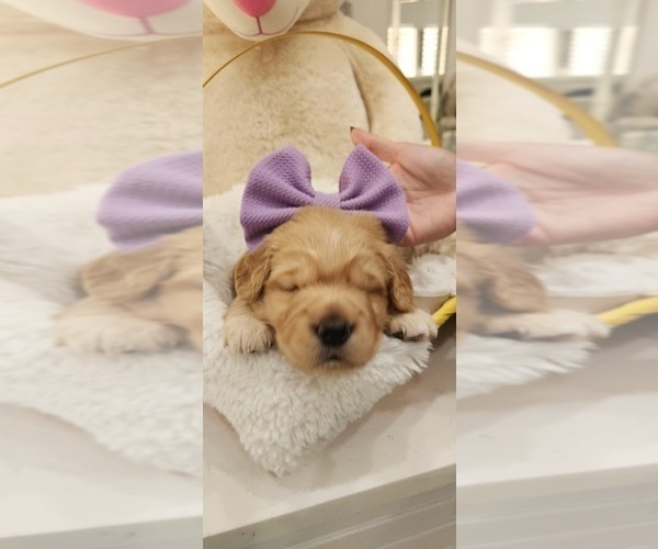 Medium Photo #12 Golden Retriever Puppy For Sale in ORLANDO, FL, USA