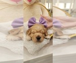 Small Photo #12 Golden Retriever Puppy For Sale in ORLANDO, FL, USA