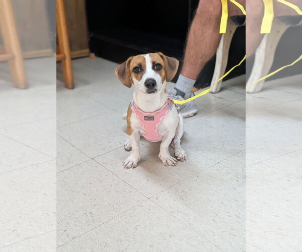 Medium Photo #2 Jackshund Puppy For Sale in Oakhurst, NJ, USA
