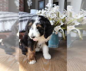 Bernedoodle Puppy for sale in EASTON, MO, USA