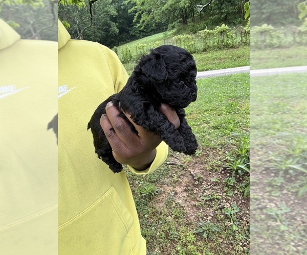 Medium Photo #19 YorkiePoo Puppy For Sale in VANCEBURG, KY, USA