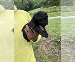 Small #3 YorkiePoo
