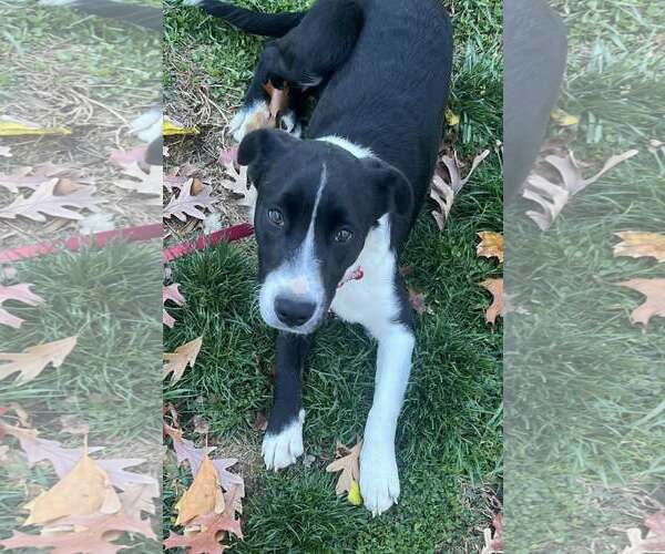 Medium Photo #5 Collie-Unknown Mix Puppy For Sale in Mount Laurel, NJ, USA