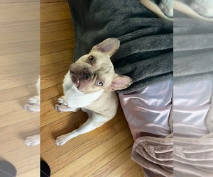 French Bulldog Puppy for sale in MIAMI BEACH, FL, USA
