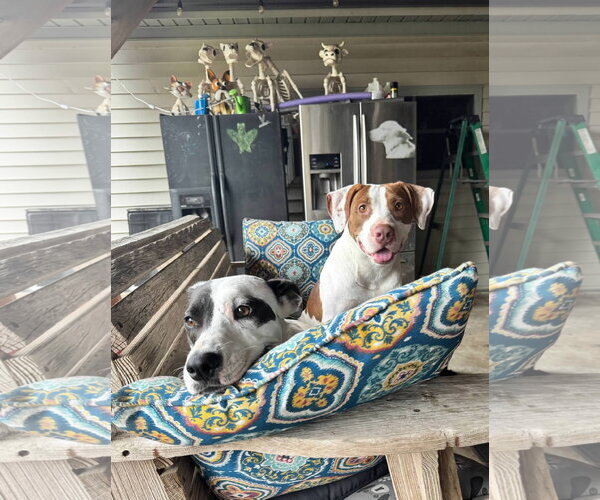 Medium Photo #8 Mutt Puppy For Sale in Oakhurst, NJ, USA