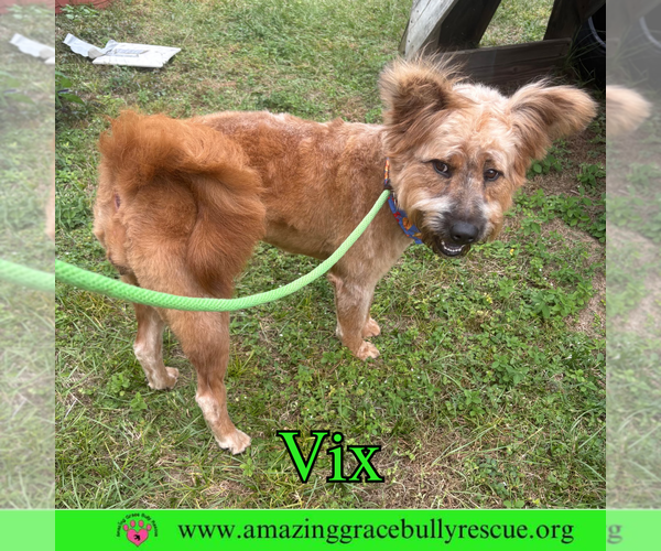 Medium Photo #6 Chow Chow-Poodle (Standard) Mix Puppy For Sale in Pensacola, FL, USA