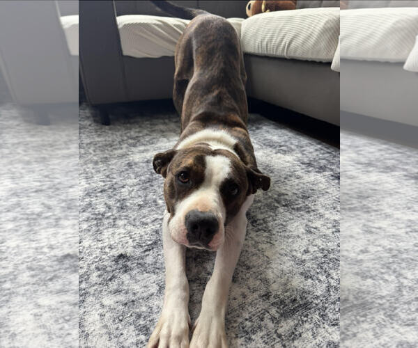 Medium Photo #1 Bullboxer Pit Puppy For Sale in Plainfield, IL, USA