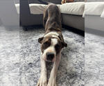 Small Bullboxer Pit
